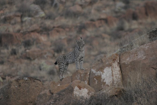 Türkiye'de nadir vaşak türleri tespit edildi