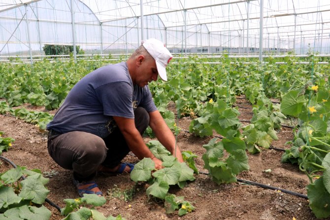 Suriyeli aileler seracılıkla hem üretiyor hem kazanıyor