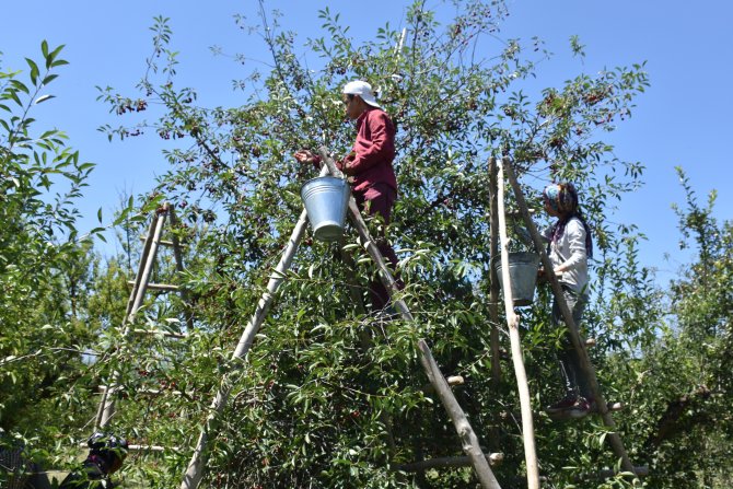 Vişne üreticisi fiyat istikrarı için destek bekliyor
