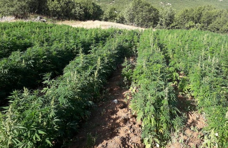 Bingöl'de uyuşturucu operasyonu