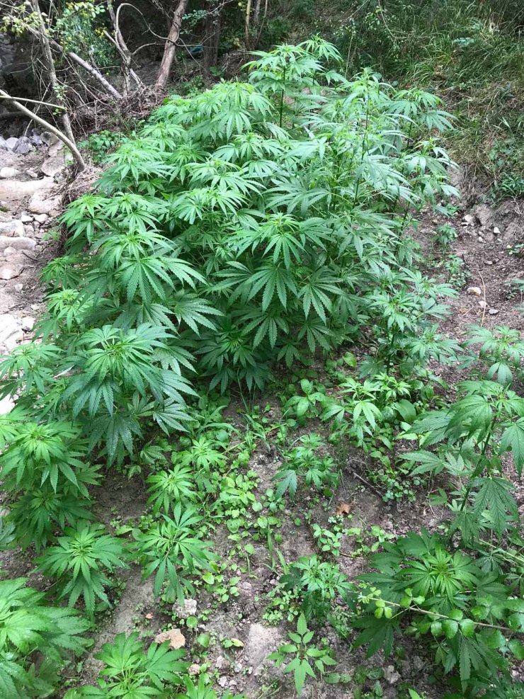 Karabük'te uyuşturucu operasyonu