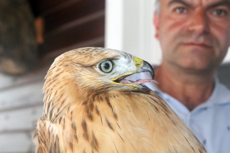 Sağlığına kavuşturduğu kızıl şahini doğaya saldı