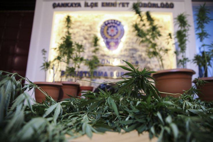 Evinin bahçesini uyuşturucu tarlasına çevirmiş