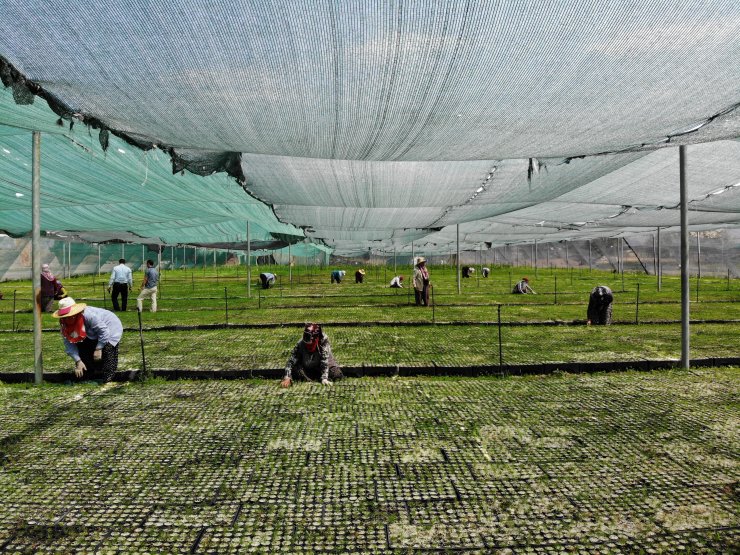 Fidanlar kadınların elinde hayat buluyor