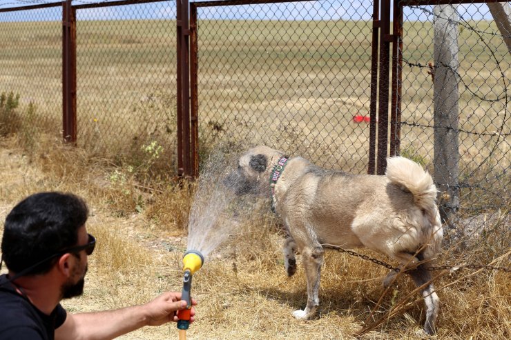 Kangal köpeği "soğuk duş" ile serinliyor