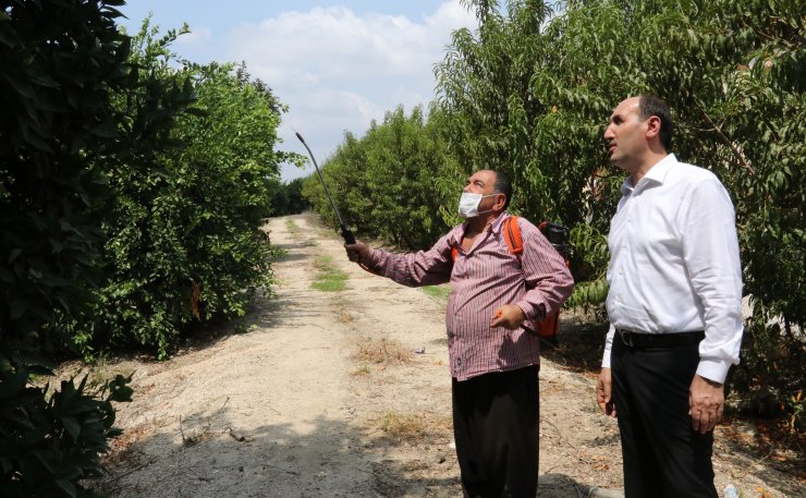 Akdeniz meyve sineğiyle mücadelede ikinci toplu ilaçlama başladı