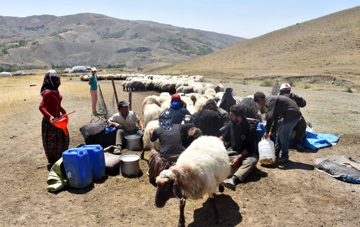 Göçerlerin tercihi Muş yaylası