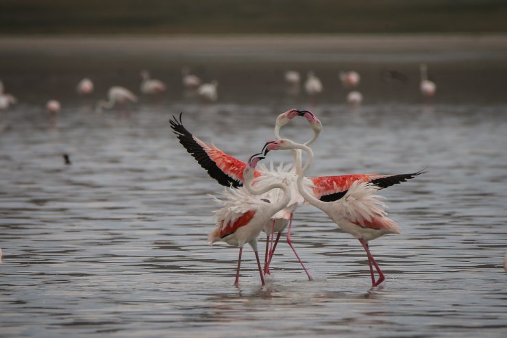 Akgöl, kuş cennetine dönüştü