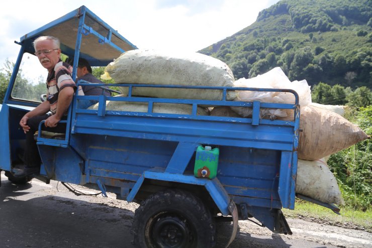 Fındık üreticisi sel sonrası yeniden bahçelerde