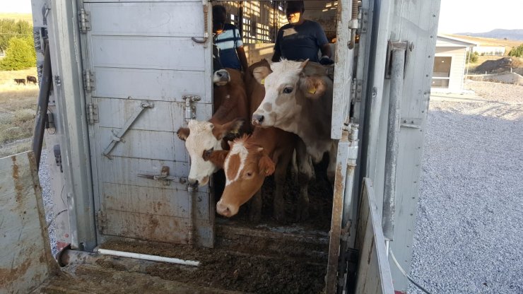 Genç çiftçiye büyükbaş hayvan desteği