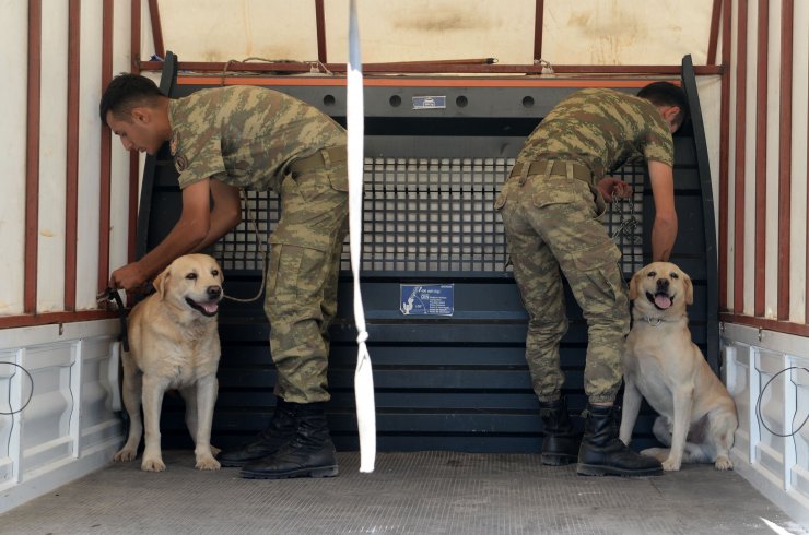 Sınırda görevli mayın arama köpeklerine bakım
