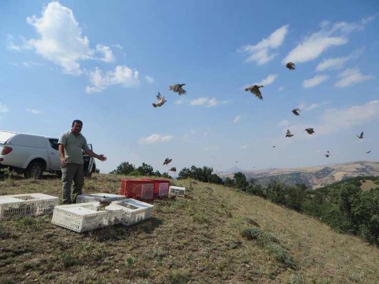 Kırıkkale'de 2 bin keklik doğaya salındı