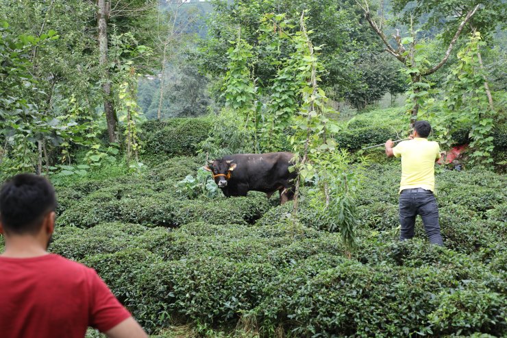 Kesime götürülürken iki kişiyi yaralayan boğa kaçtı