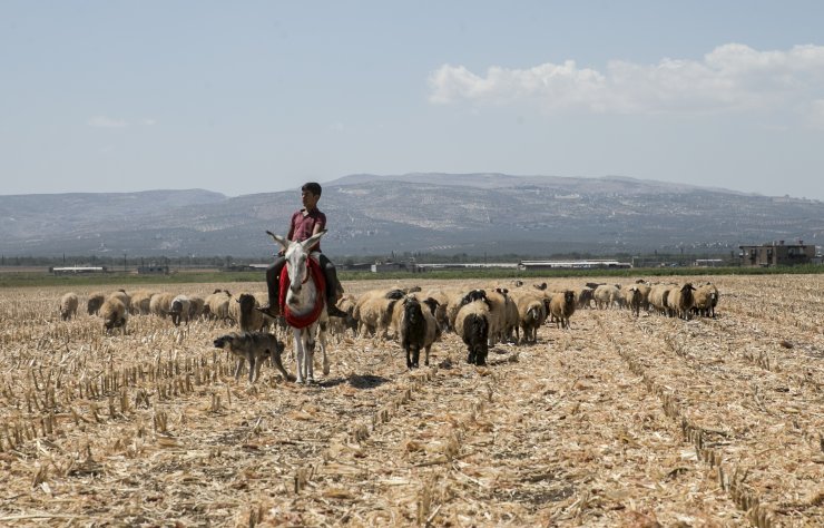 "Beyaz eşekleri" koruma çalışması sonuç veriyor