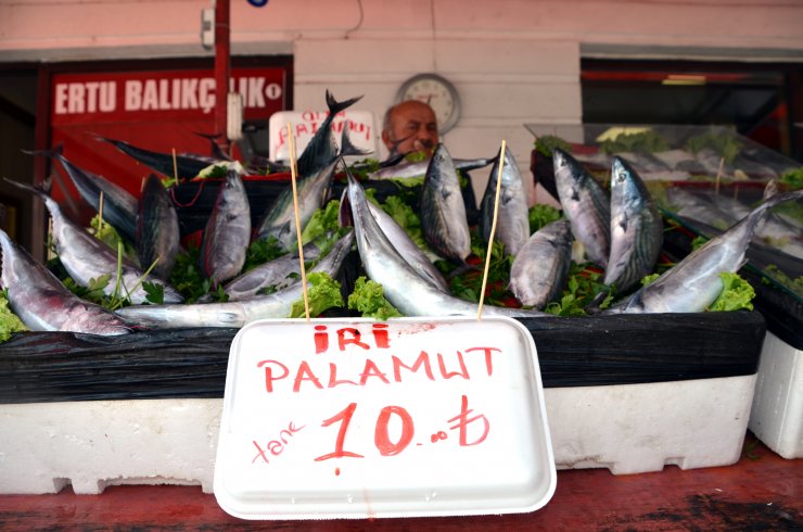 Karadeniz'de palamut bereketi