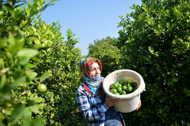 Limon hasadında yük kadınlarda