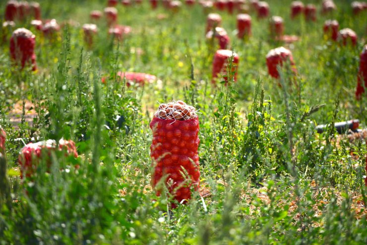 Kışlık kuru soğan üreticiyi ve tüketiciyi üzmeyecek