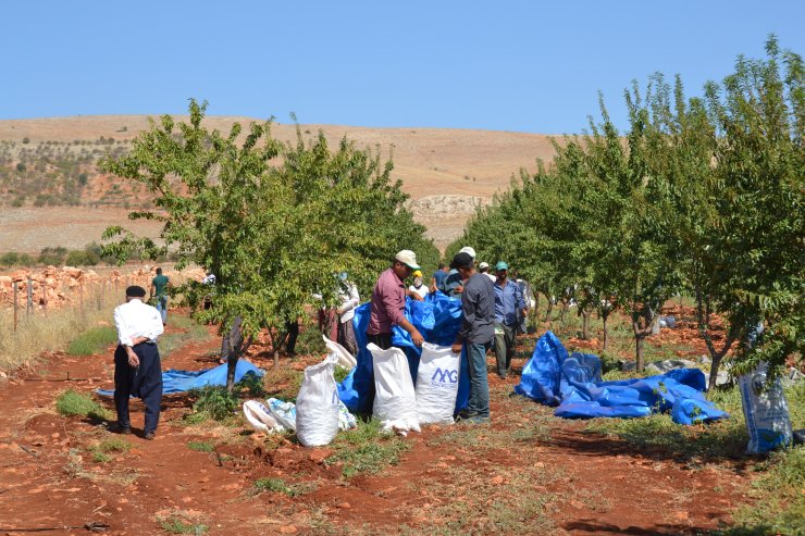 Badem diyarı Adıyaman'da hasat sürüyor