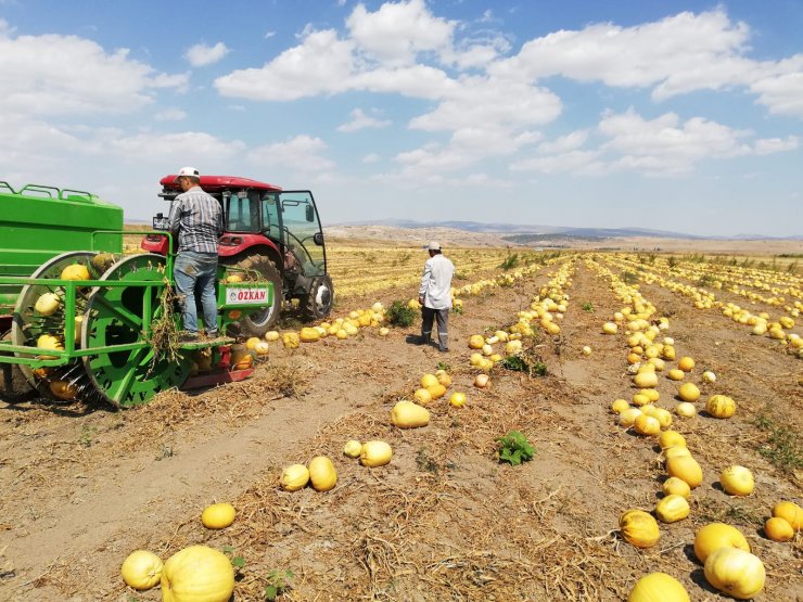 Yalıhüyük'te çerezlik kabak hasadı başladı