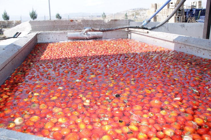 Ayaş'ta salça fabrikası faaliyete geçti