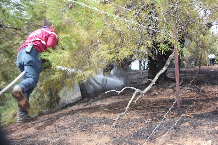 GÜNCELLEME - Kütahya'da orman yangını