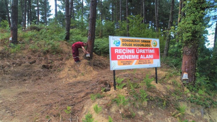 "Asit pasta" yöntemi ile reçine üretiminde başarı sağlandı
