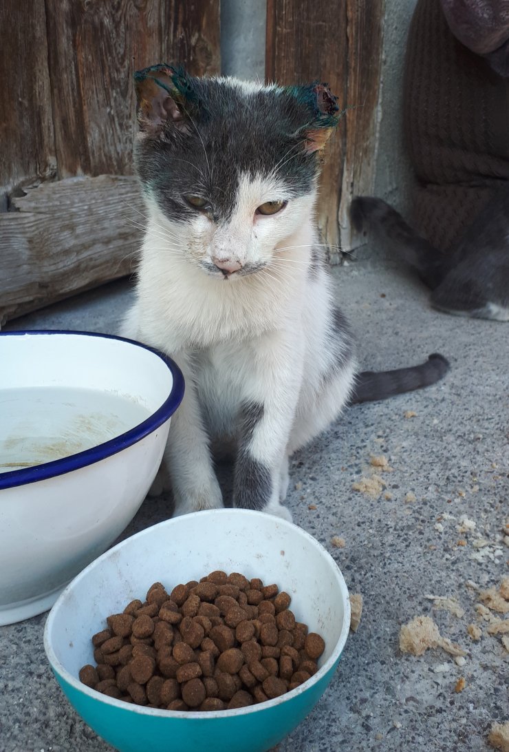 Ankara'da kediye işkence iddiası