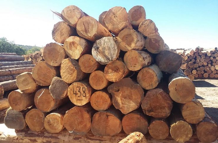 Çamlıdere Orman İşletme Müdürlüğünden 4 milyon lira gelir