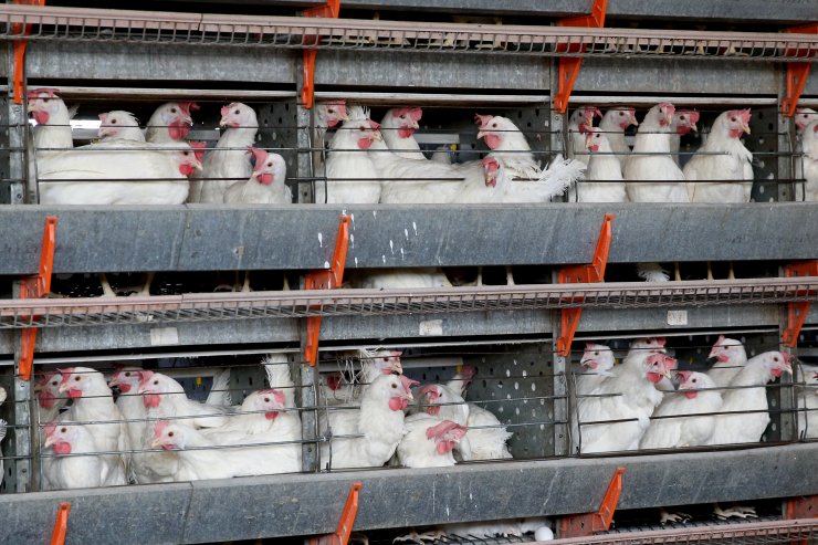 "Her kenevirden korkmayın"