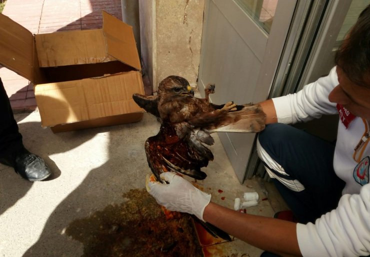 Yaralı şahine ilk müdahale acil sağlık ekibinden