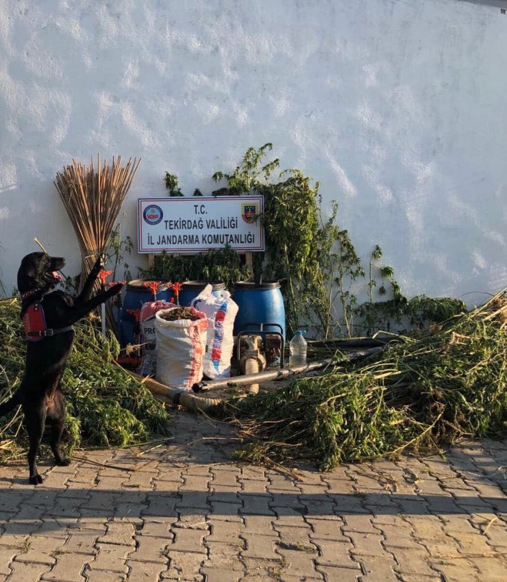 Tekirdağ'da uyuşturucu operasyonu