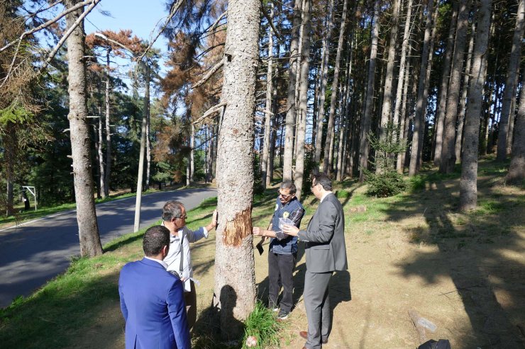 Atatürk Köşkü Ormanı'ndaki ağaçların neden kuruduğu araştırılıyor