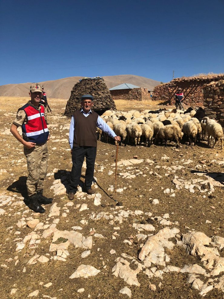 Çalınan koyunları jandarma buldu