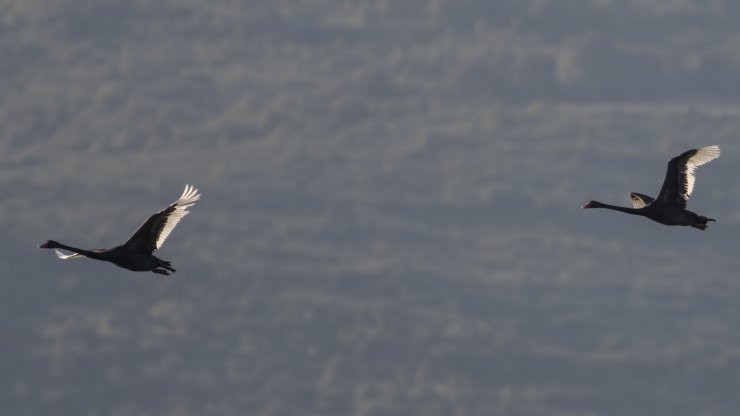 Karacabey'de iki siyah kuğu görüntülendi