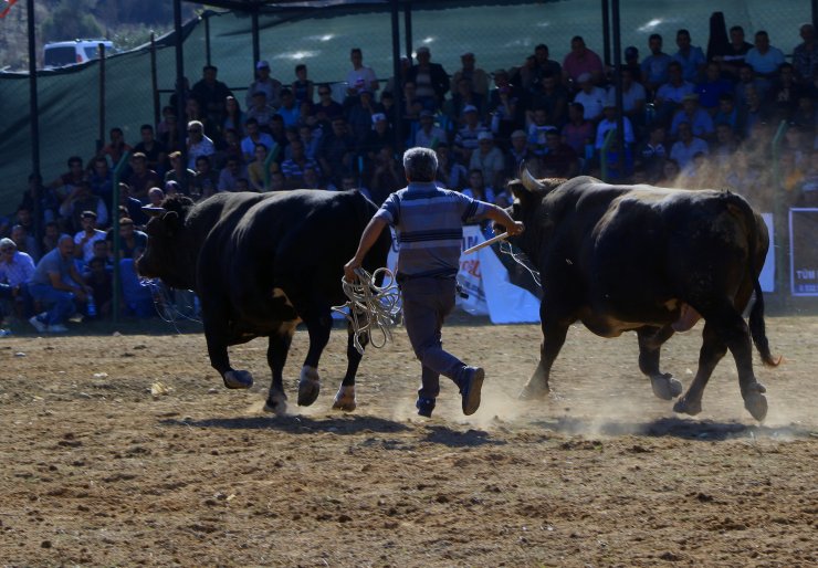 Muğla'da Boğa Güreşi Festivali yapıldı