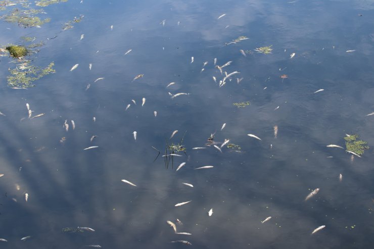 Gerede'de balık ölümleri