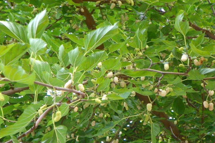 Çemişgezek Ulukale dutuna coğrafi işaret geliyor