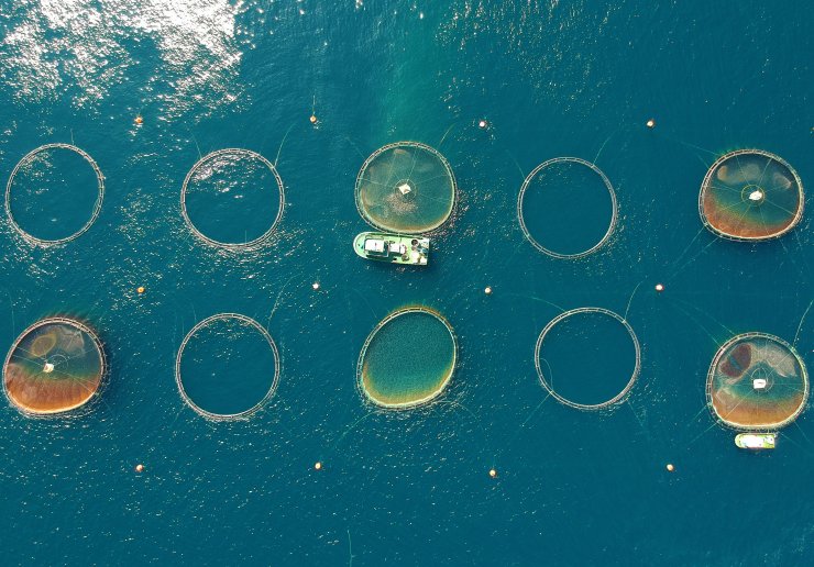Ortadoğu'nun balığı Doğu Akdeniz'den