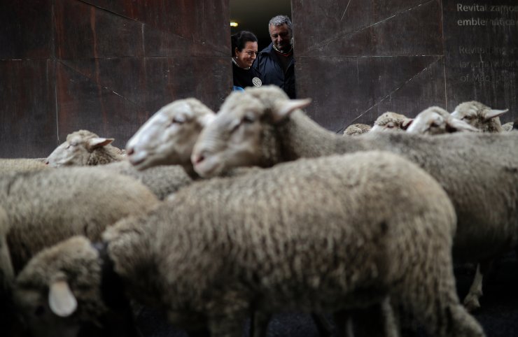 Madrid'de bin 500 koyunla Ortaçağ geleneği canlandırıldı