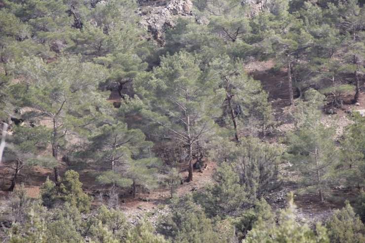 Beypazarı'nda kaybolan 3 kişi ormanda bulundu
