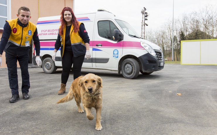 Sokak hayvanlarına özel klinik ve ambulans
