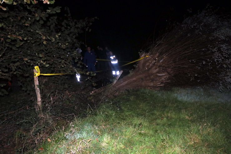 Kestiği ağacın altında kalan kişi öldü