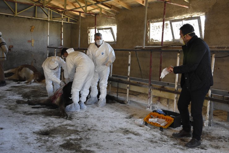 Gümüşhane'de ahırdaki ineklerin telef olması