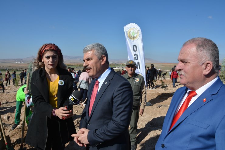 Kaman'da ceviz ormanı oluşturuluyor