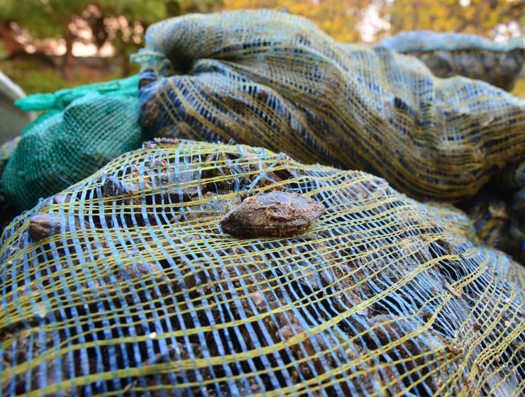 Çanakkale'de kaçak avcılıkla mücadele