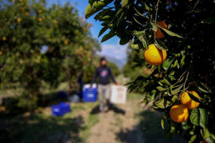 Antalya'da erken portakal hasadı