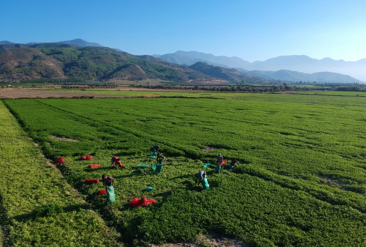 Hatay maydanozuna ilgi artıyor