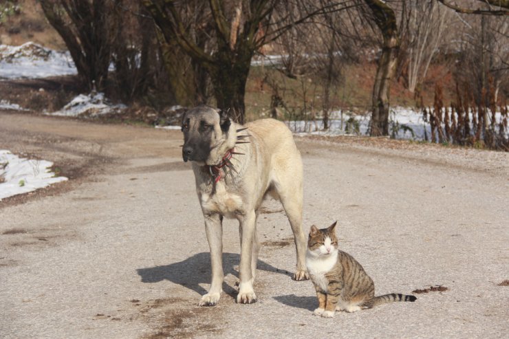 Kangallar ile kedilerin şaşırtan dostluğu