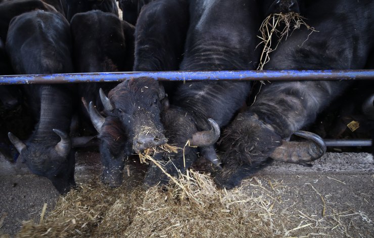 "Anadolu mandası"nı melezleyerek süt verimini ikiye katladılar