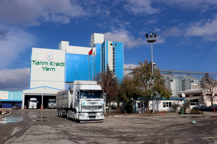 Buzağı ölümlerini önlemek için "probiyotik mama" ürettiler